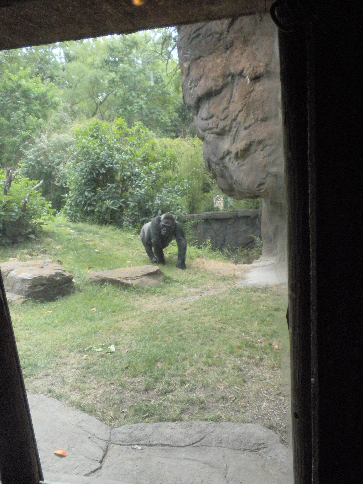 North Gorilla Viewing Bunker