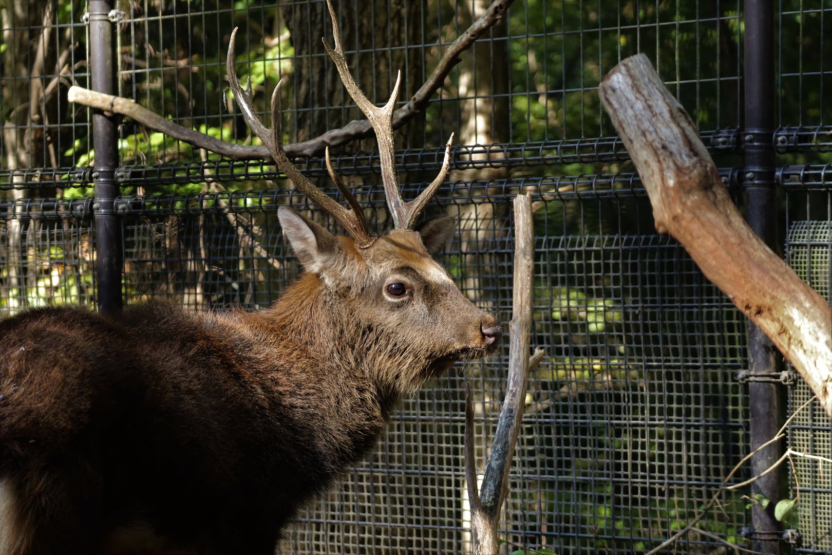 North Honshu Sika Deer (Cervus nippon aplodontus)