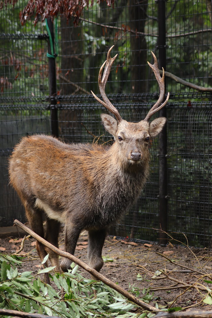 North Honshu Sika Deer (Cervus nippon aplodontus)