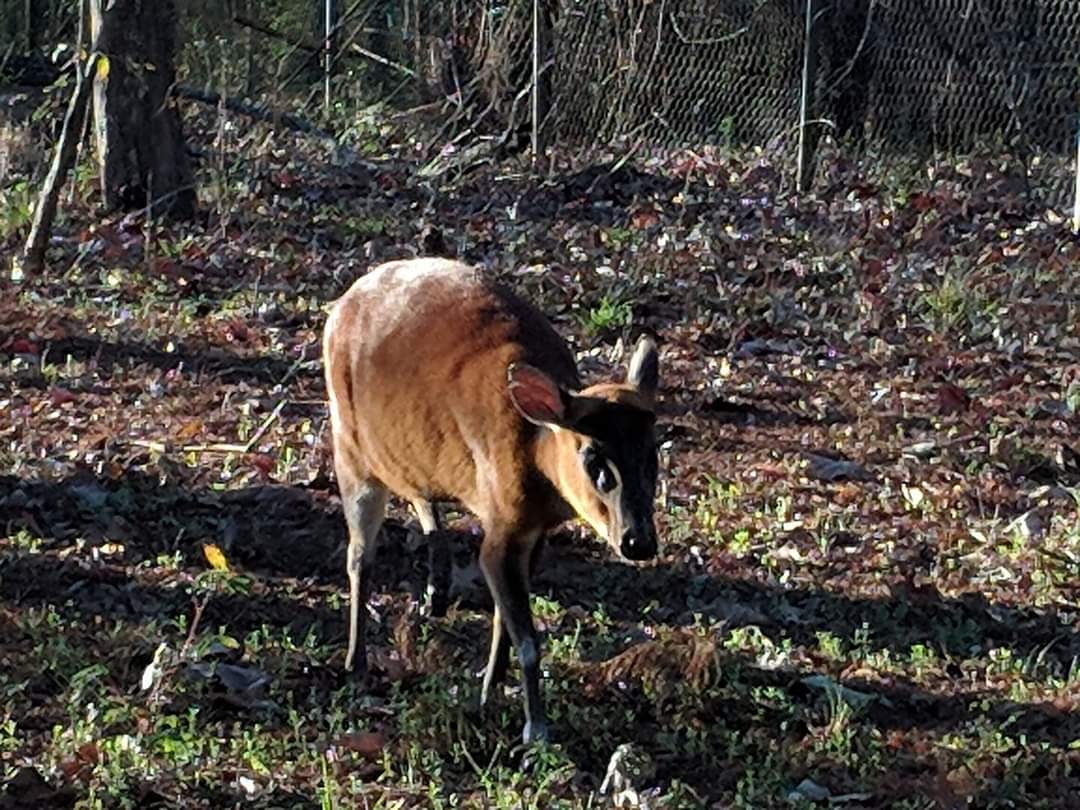 North Indian muntjac (Muntiacus vaginalis)