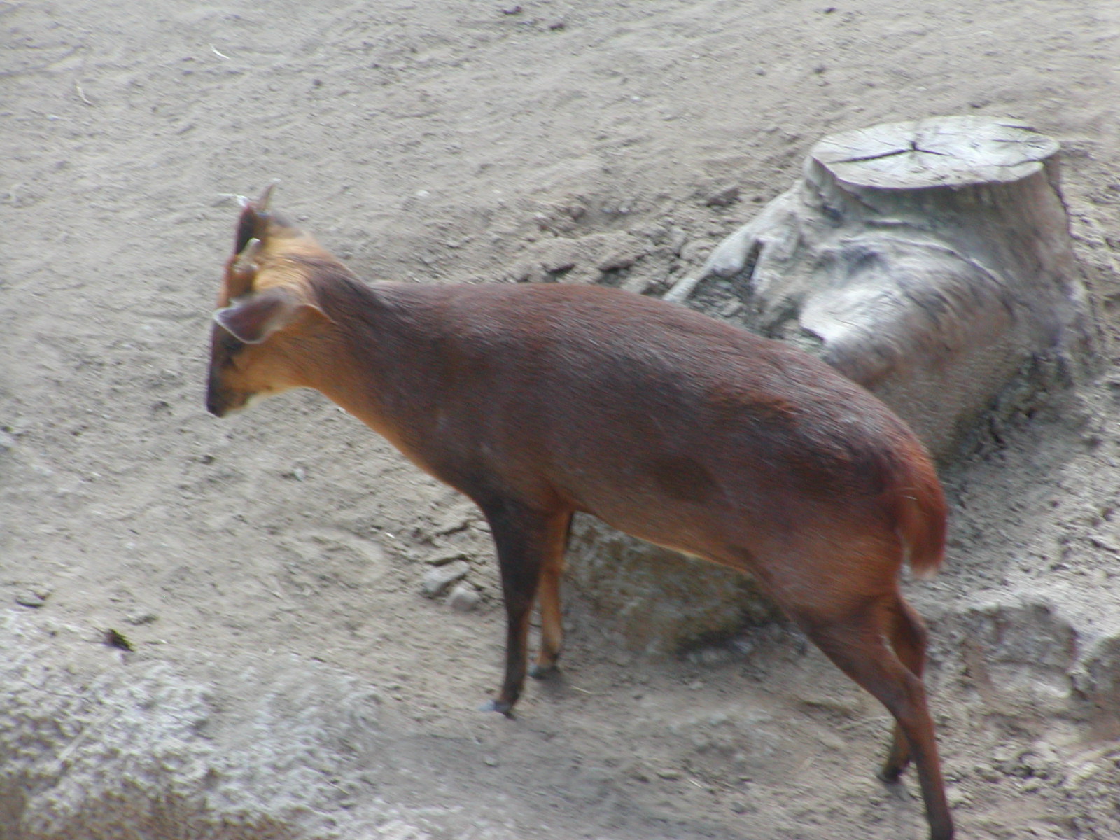 North Indian Muntjac