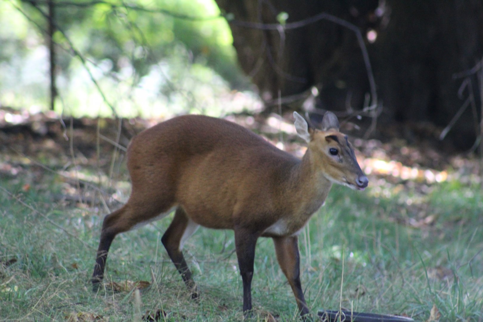 North Indian Muntjac