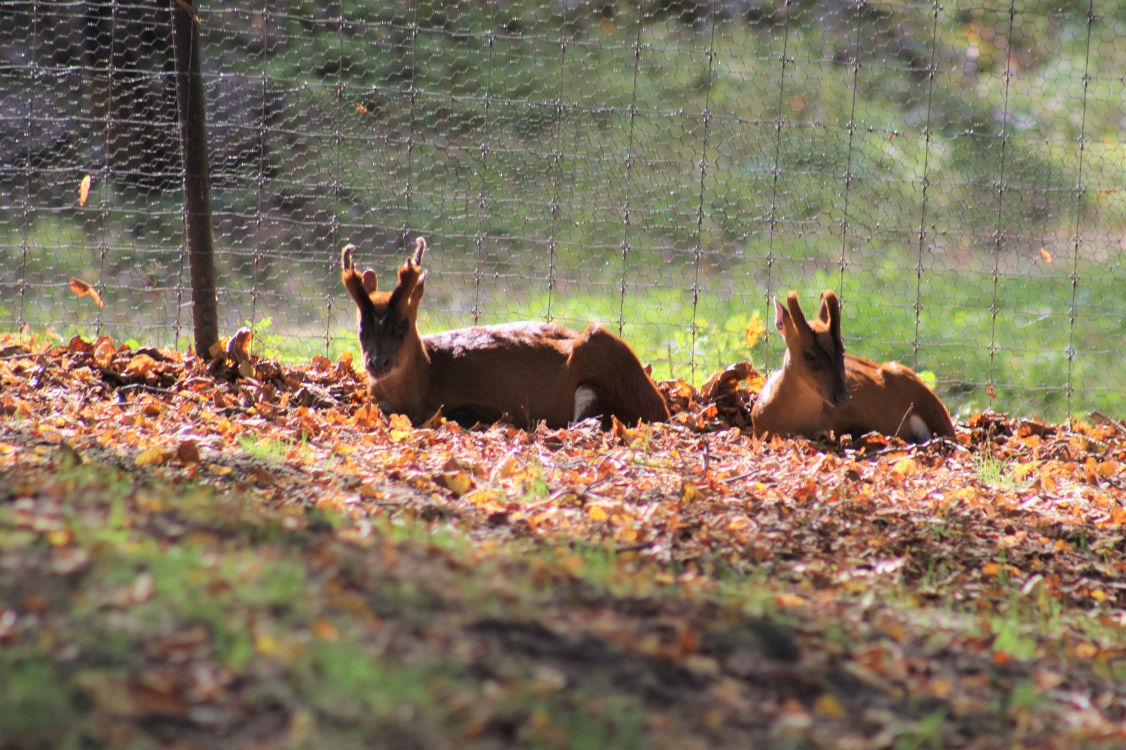 North Indian Muntjac