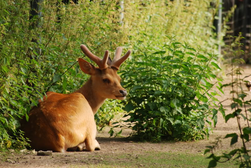 North Indian swamp deer