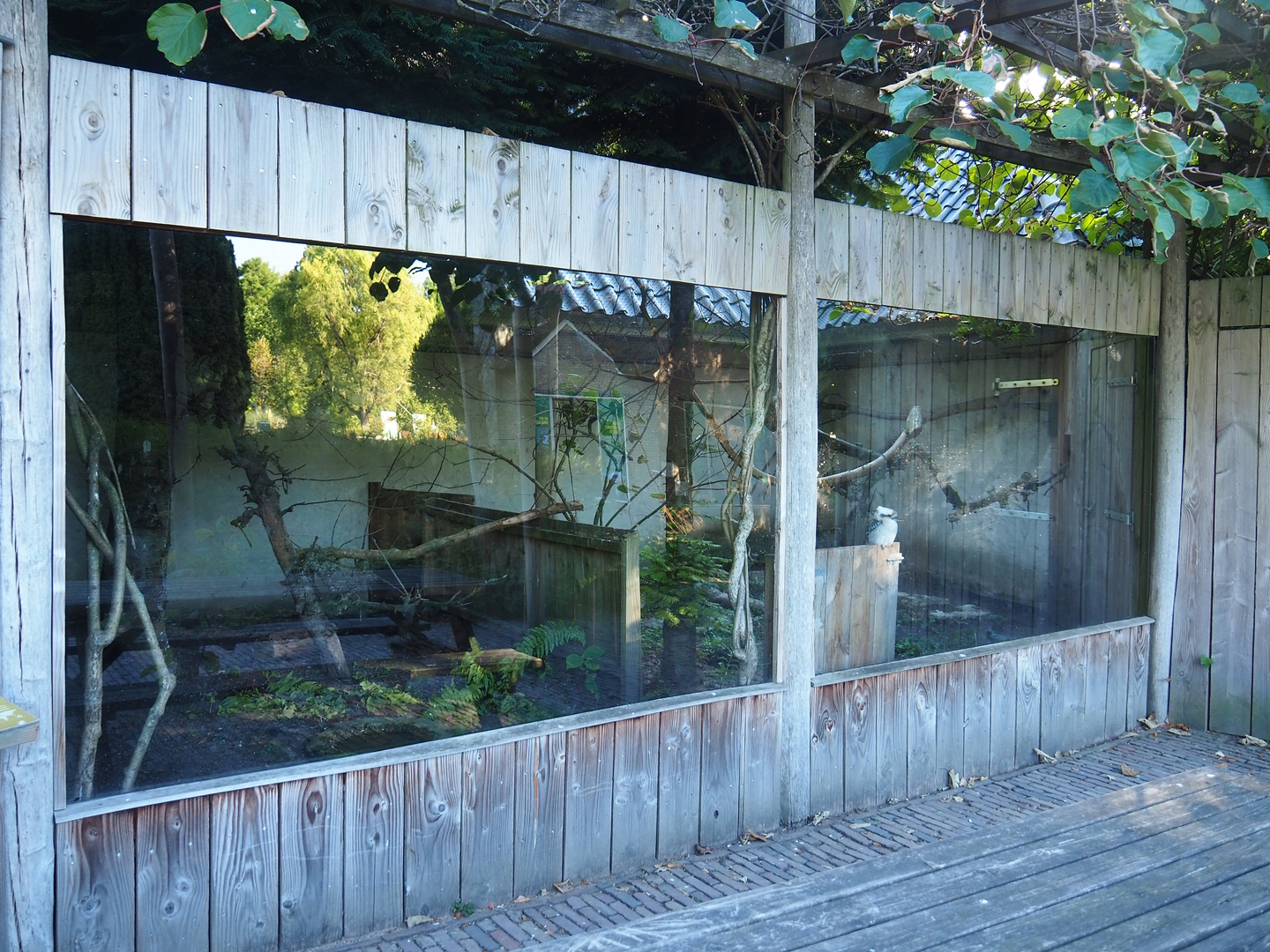 North Island brown kiwi and Laughing kookaburra exhibit, 2022-08-28