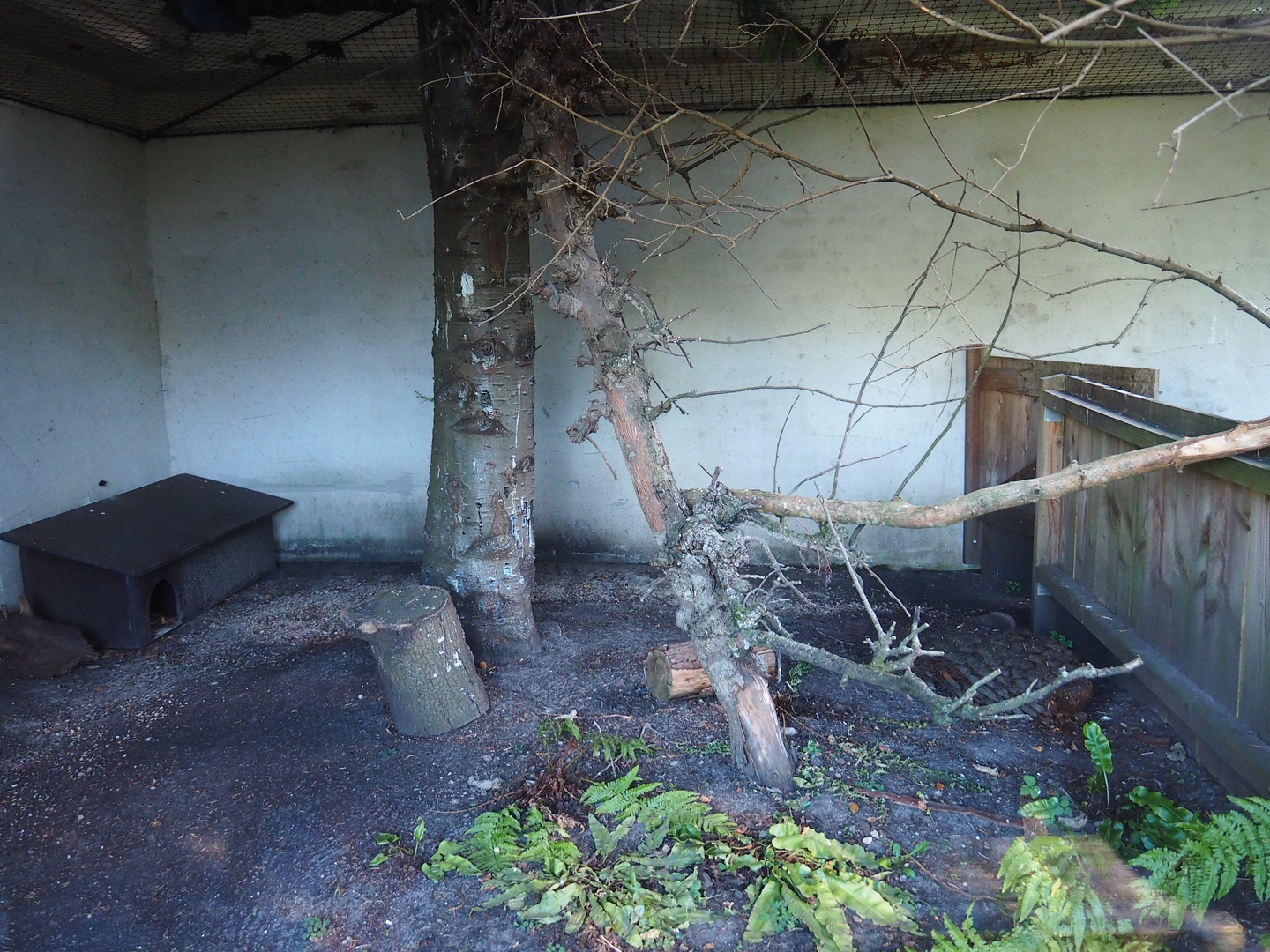 North Island brown kiwi and Laughing kookaburra exhibit, 2022-08-28