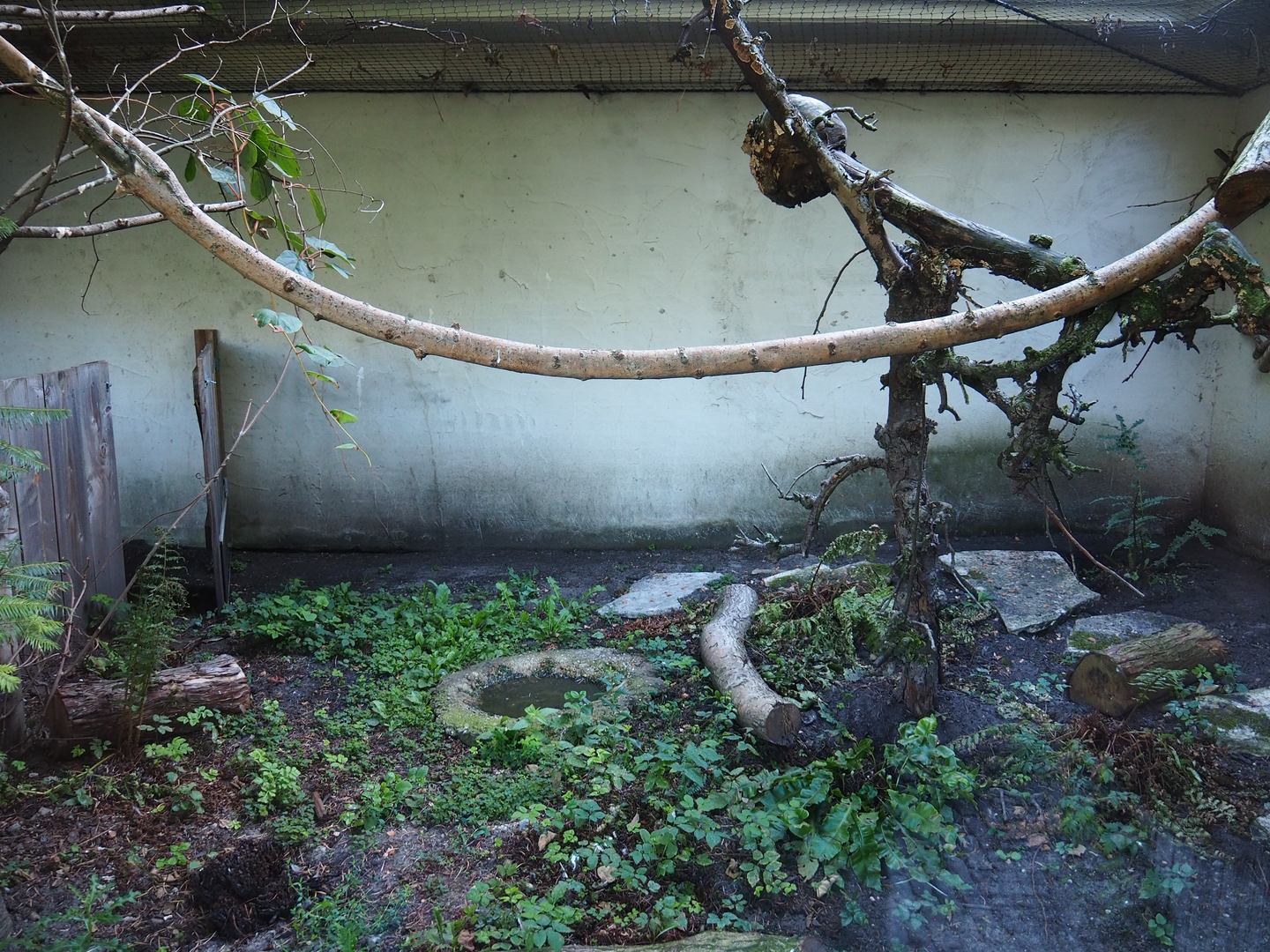 North Island brown kiwi and Laughing kookaburra exhibit, 2022-08-28