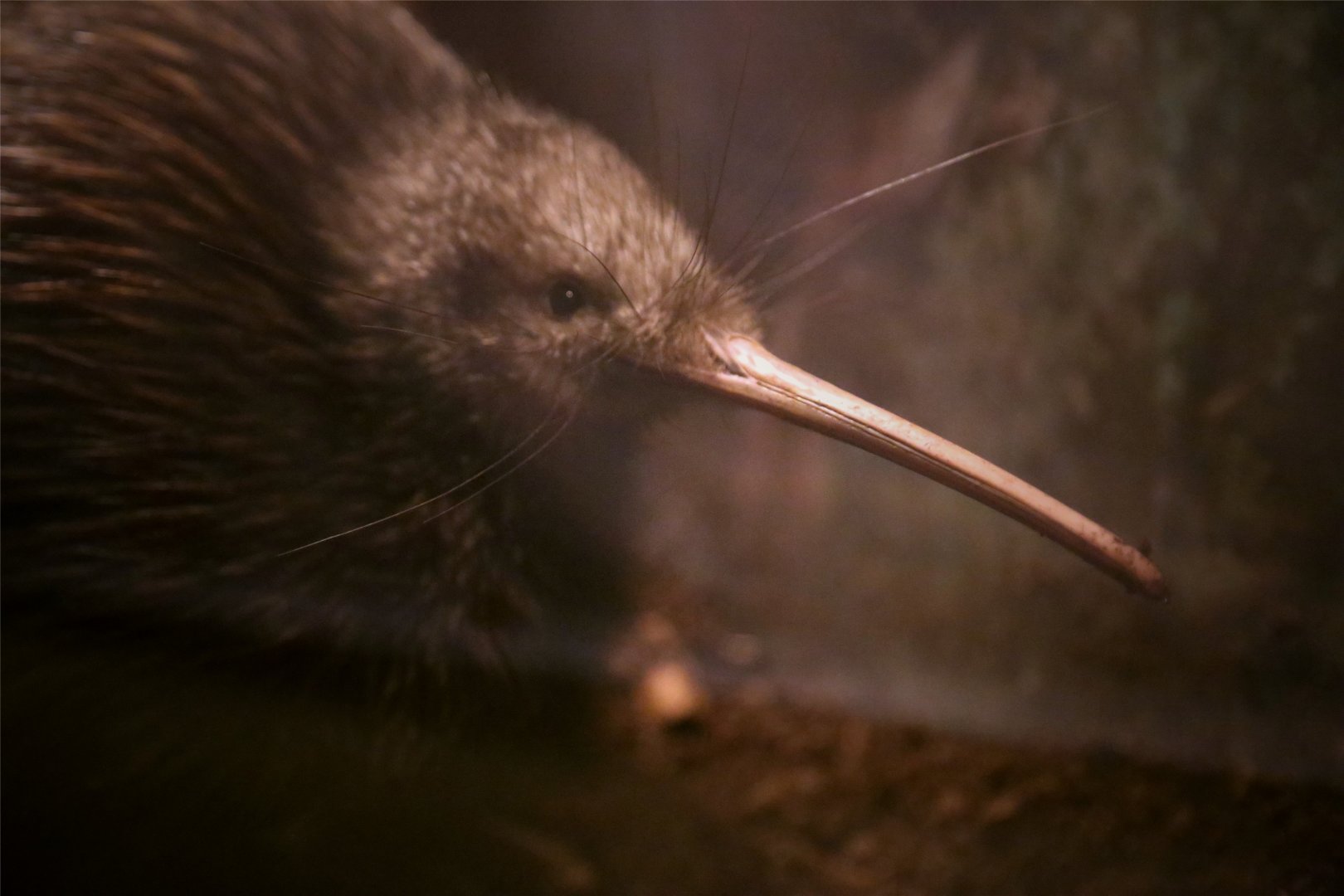 North Island Brown Kiwi (Apteryx mantelli), December 2016