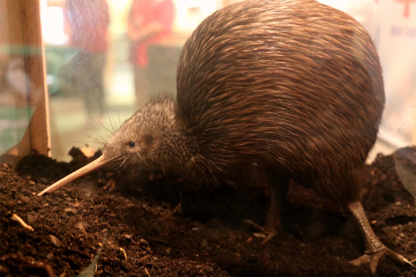 North Island Brown Kiwi (Apteryx mantelli), December 2016