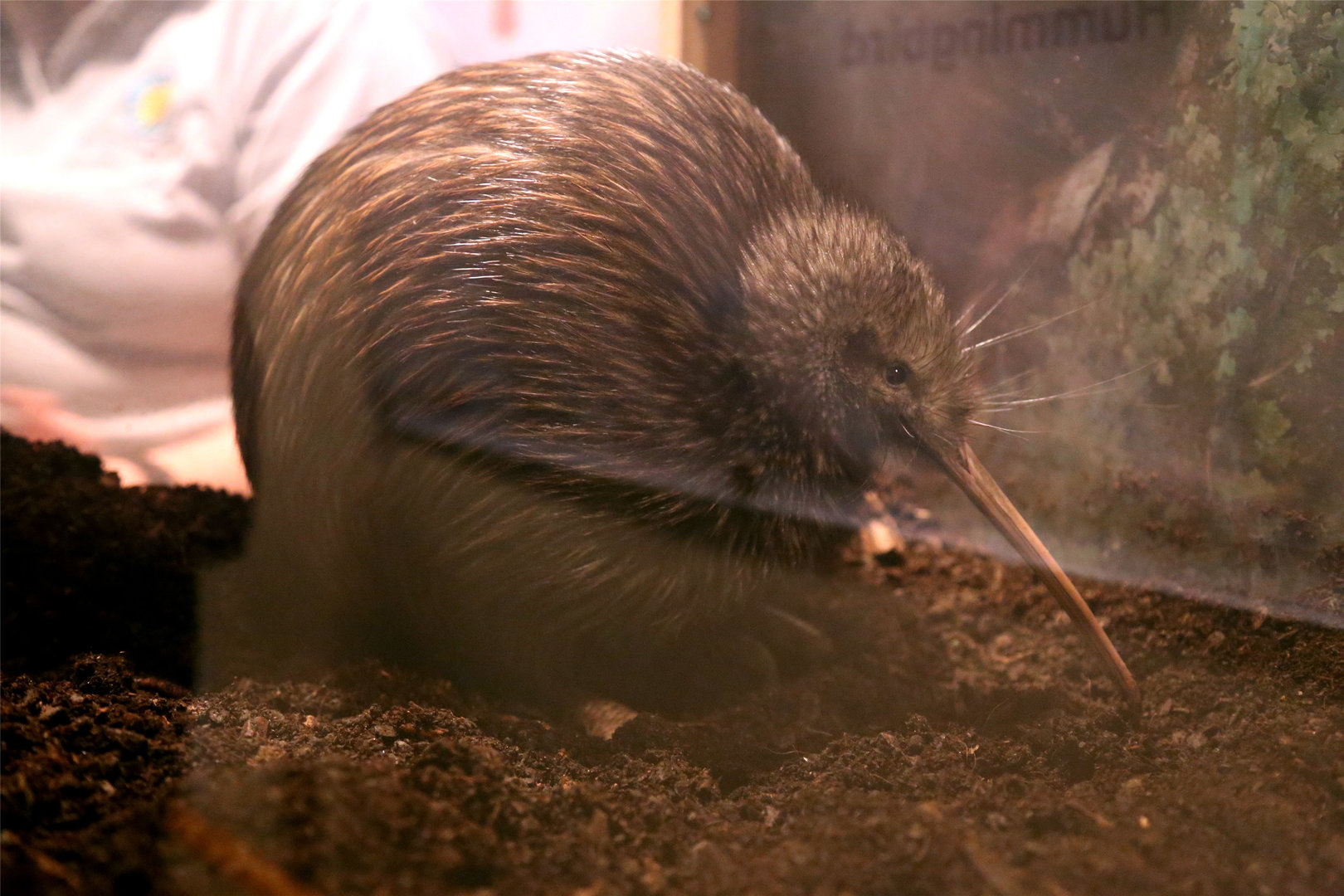 North Island Brown Kiwi (Apteryx mantelli), December 2016