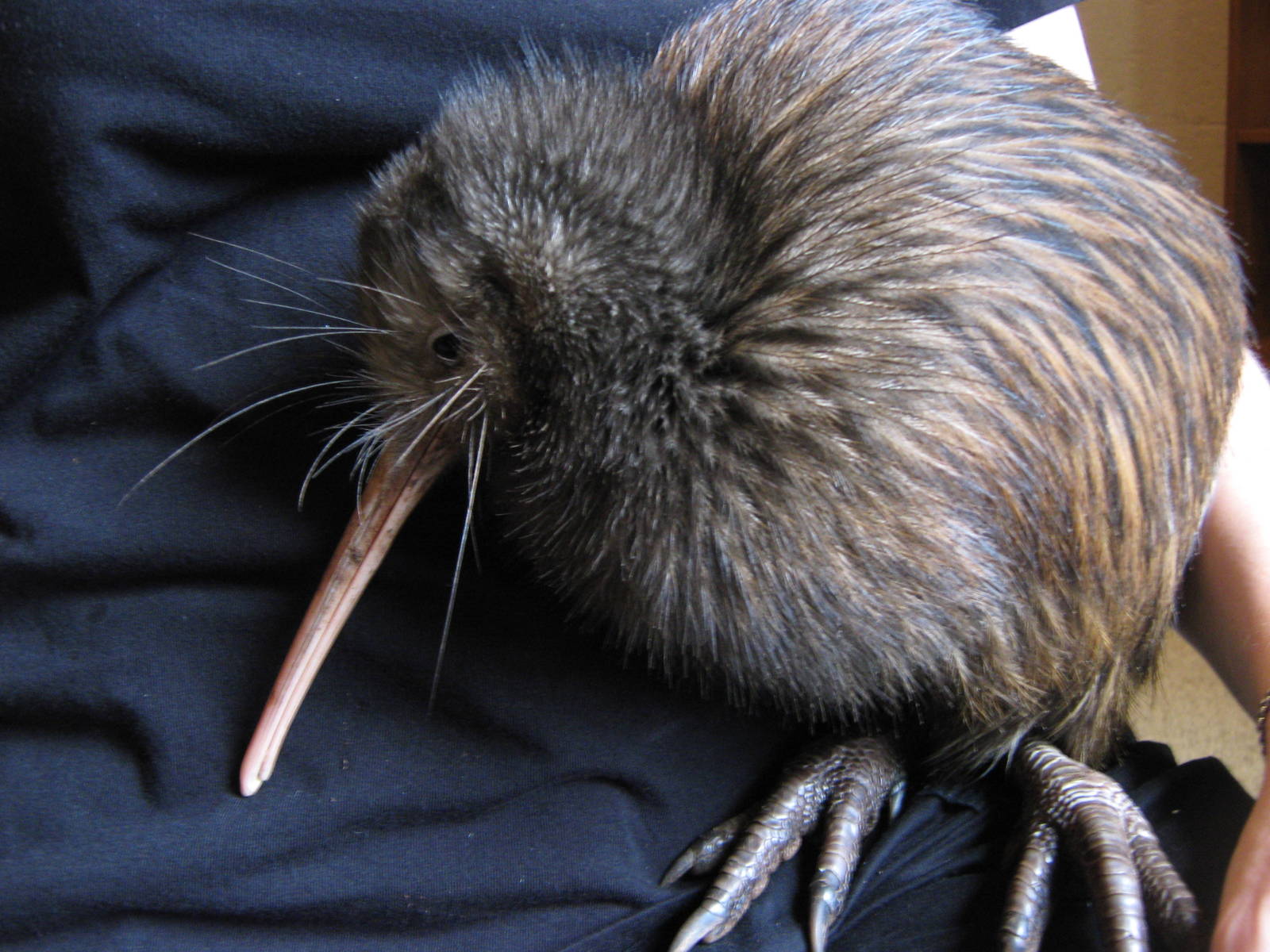 North Island brown kiwi (Apteryx mantelli)