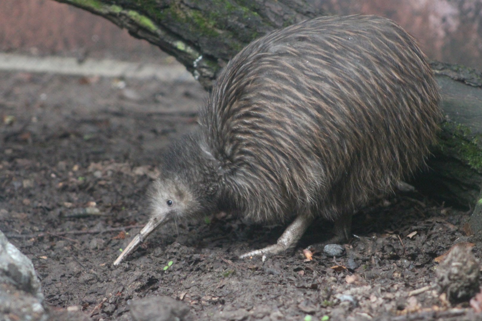 North Island brown kiwi (Apteryx mantelli)