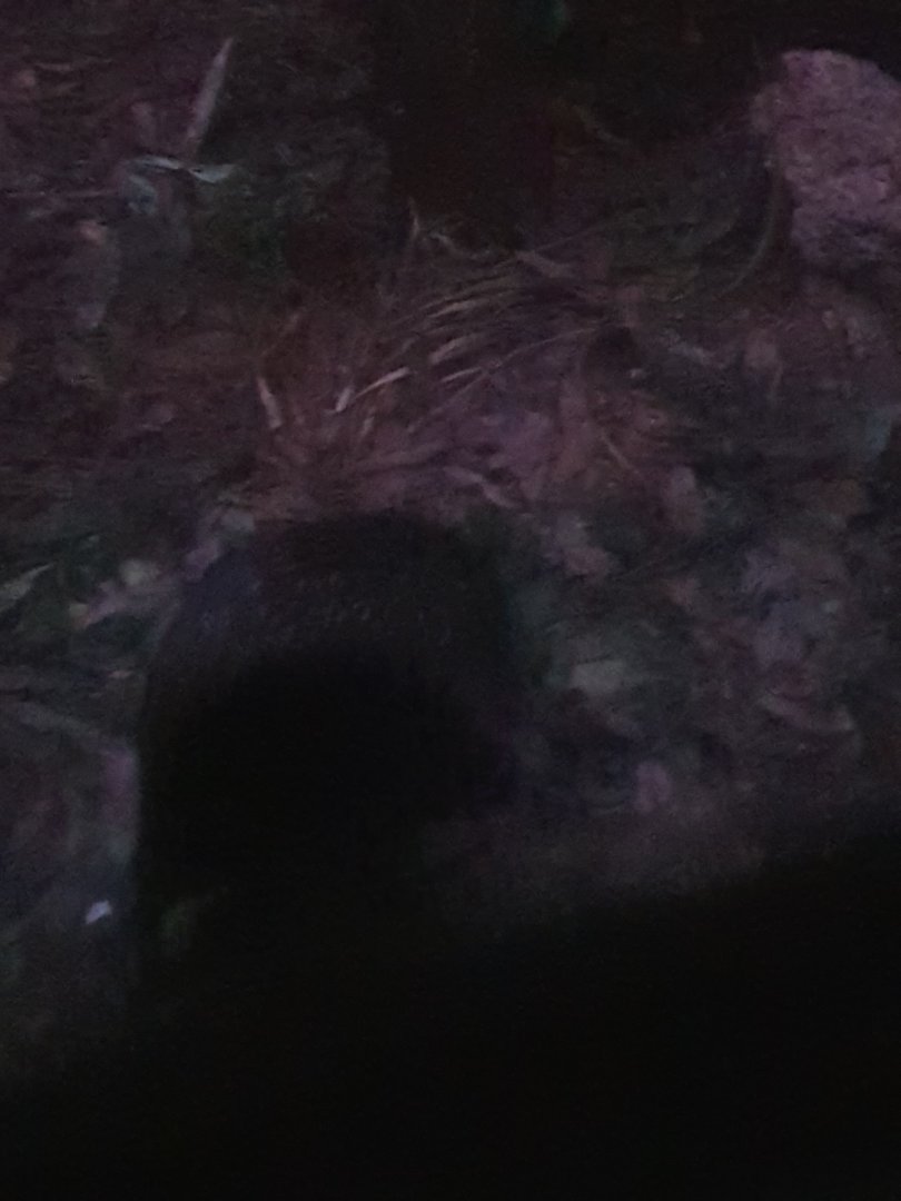 North island brown kiwi (Apteryx mantelli)