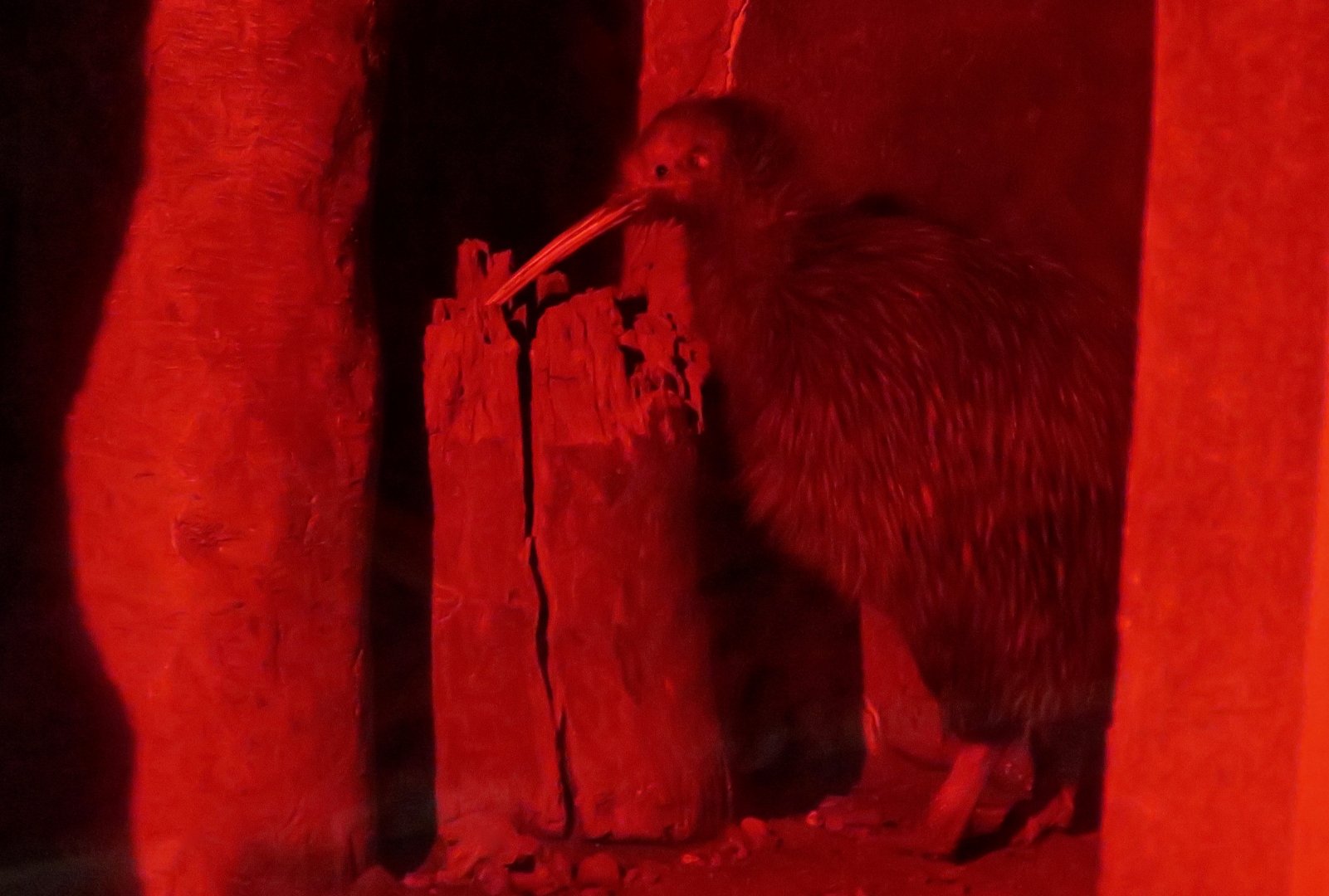 North Island Brown Kiwi (Apteryx mantelli)