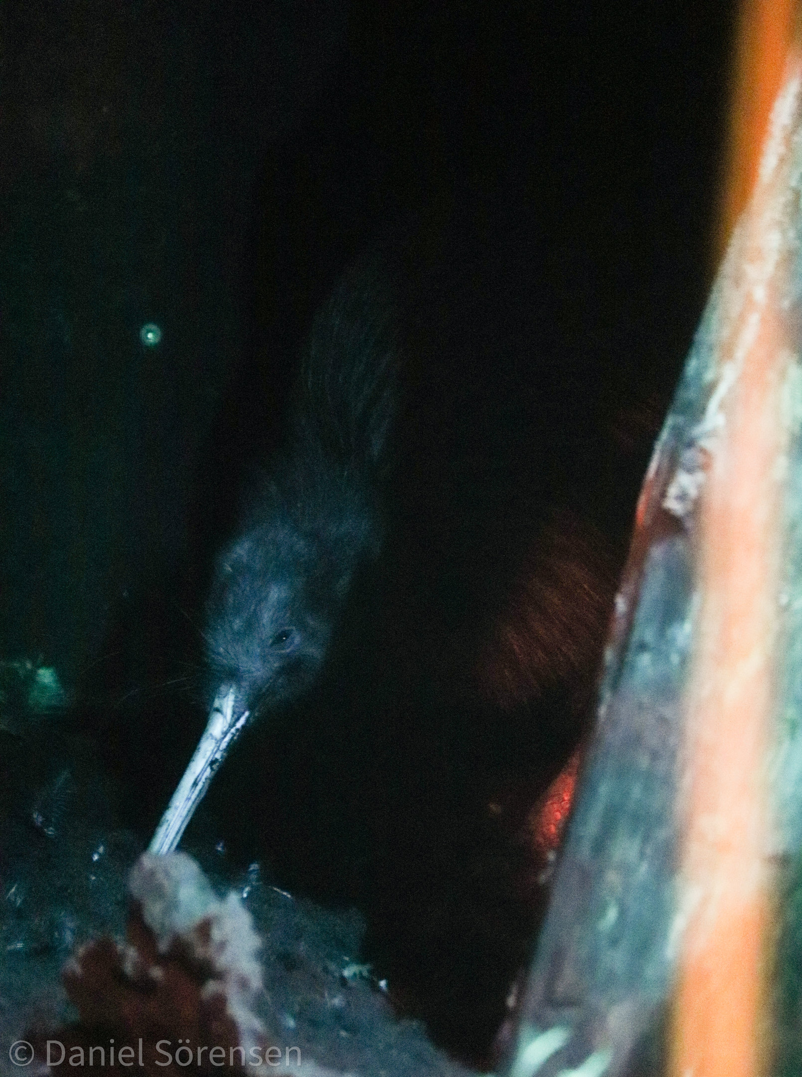 North Island brown kiwi (Apteryx mantelli)