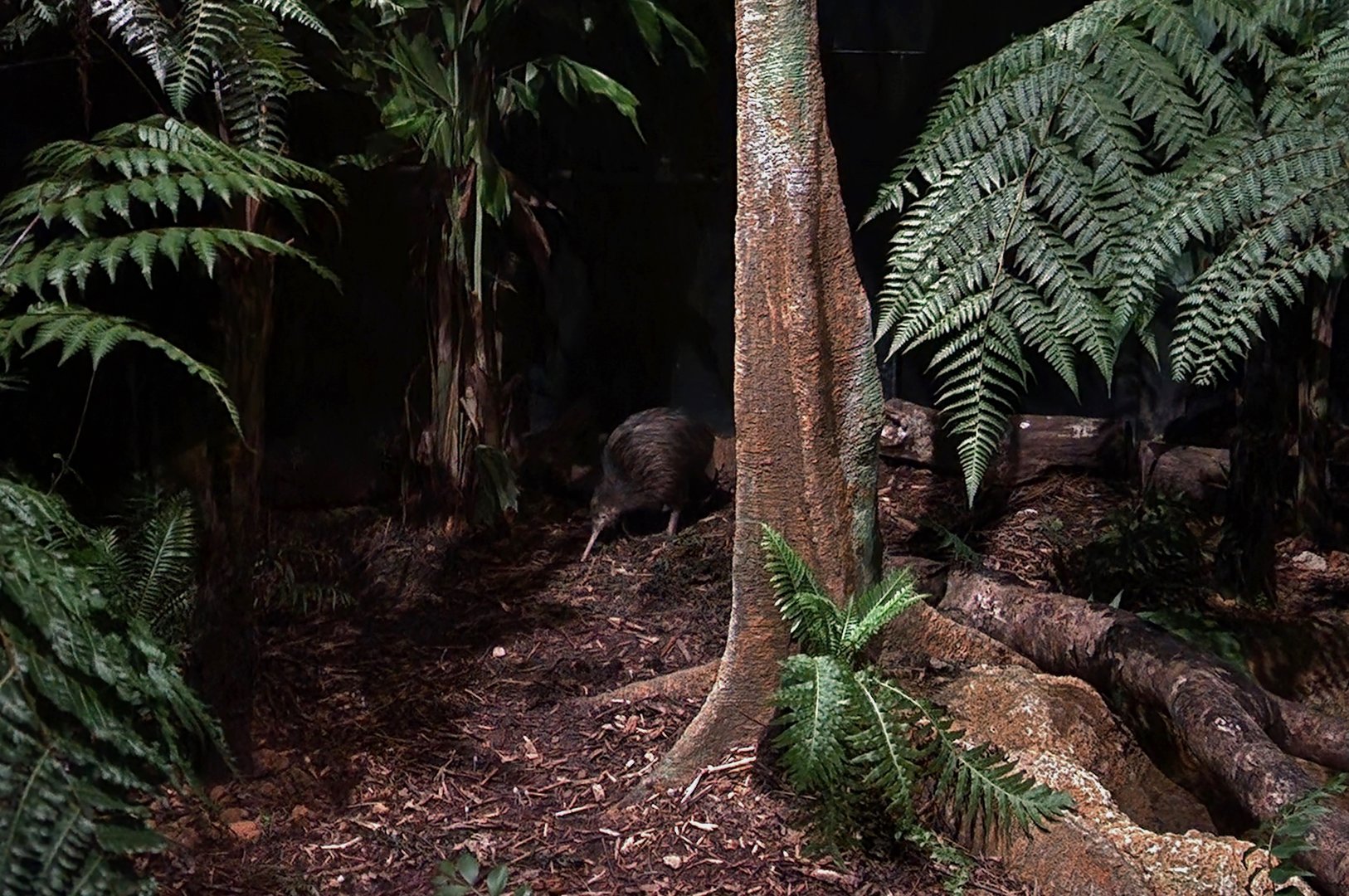 North Island Brown Kiwi (Apteryx mantelli)