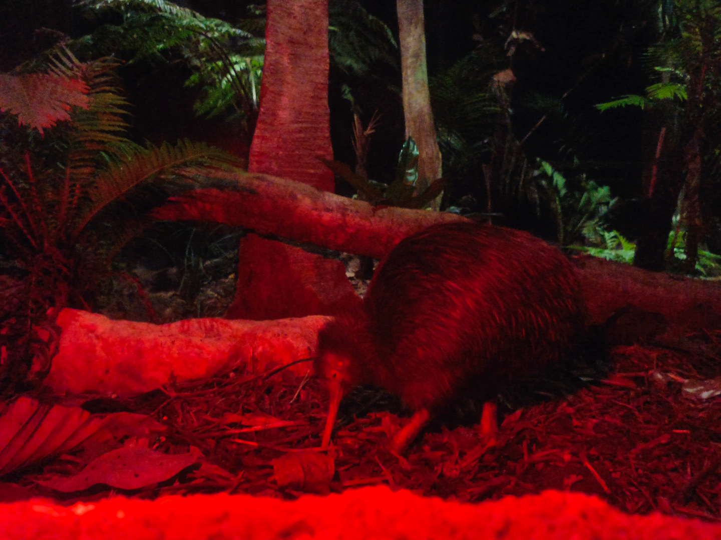 North Island Brown Kiwi (Apteryx mantelli)