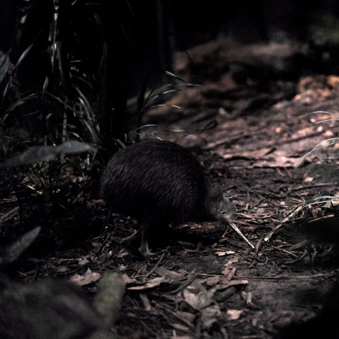 North Island Brown Kiwi (Apteryx mantelli)