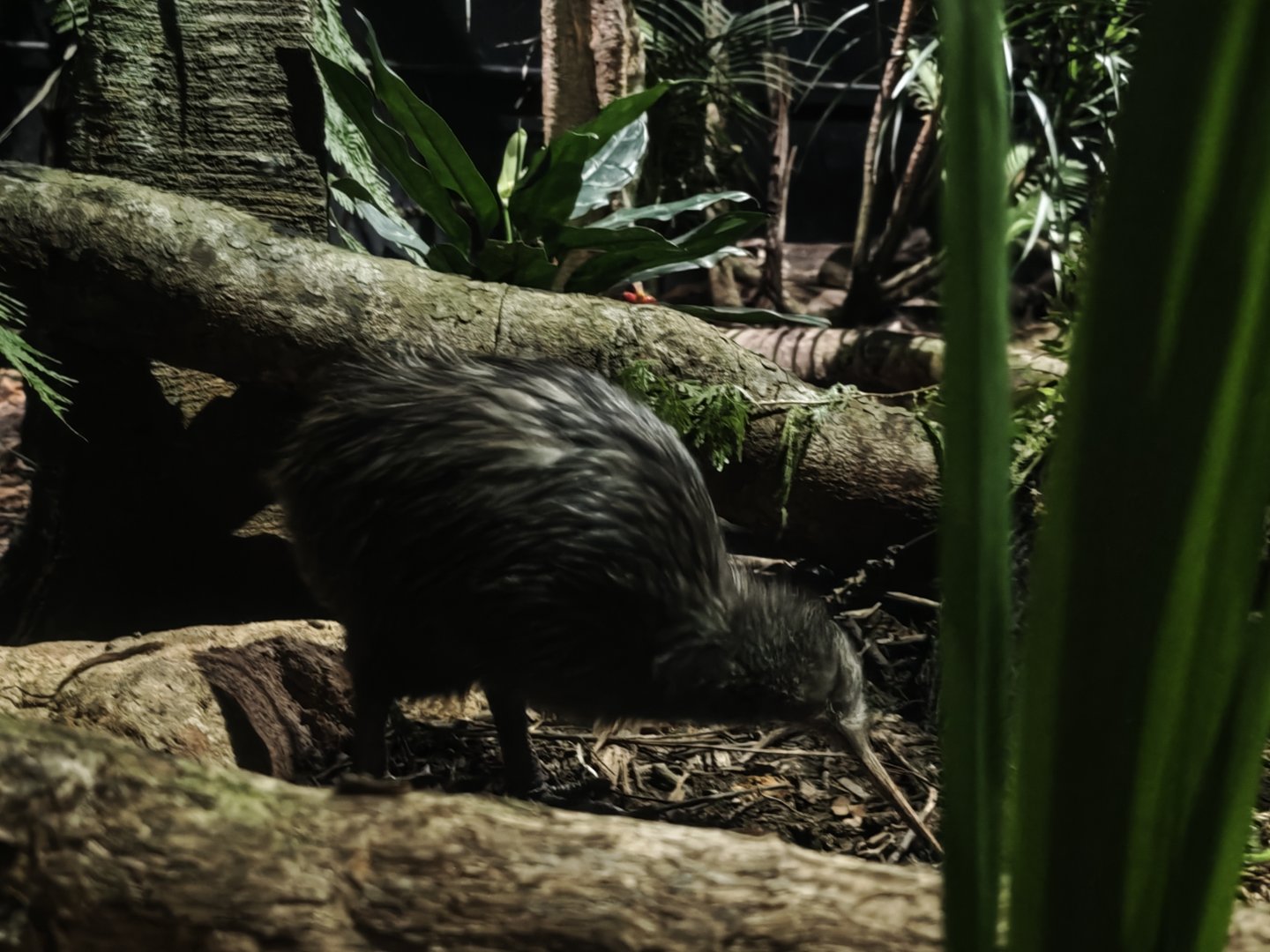 North Island Brown Kiwi (Apteryx mantelli)