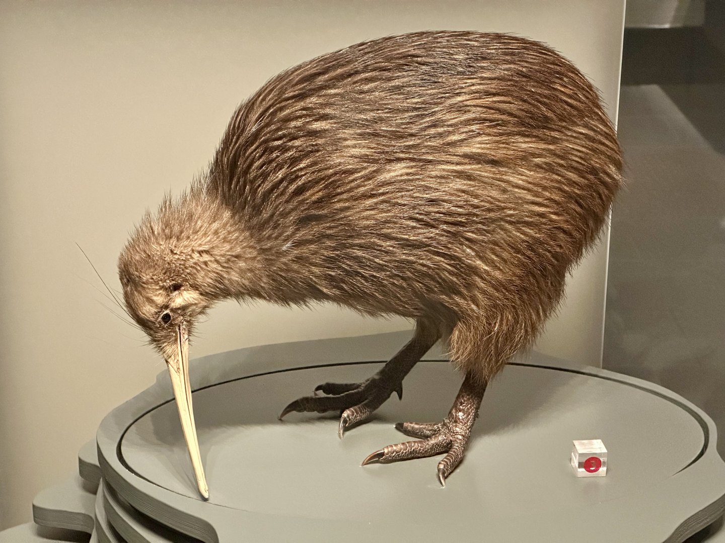 North Island brown kiwi (Apteryx mantelli)