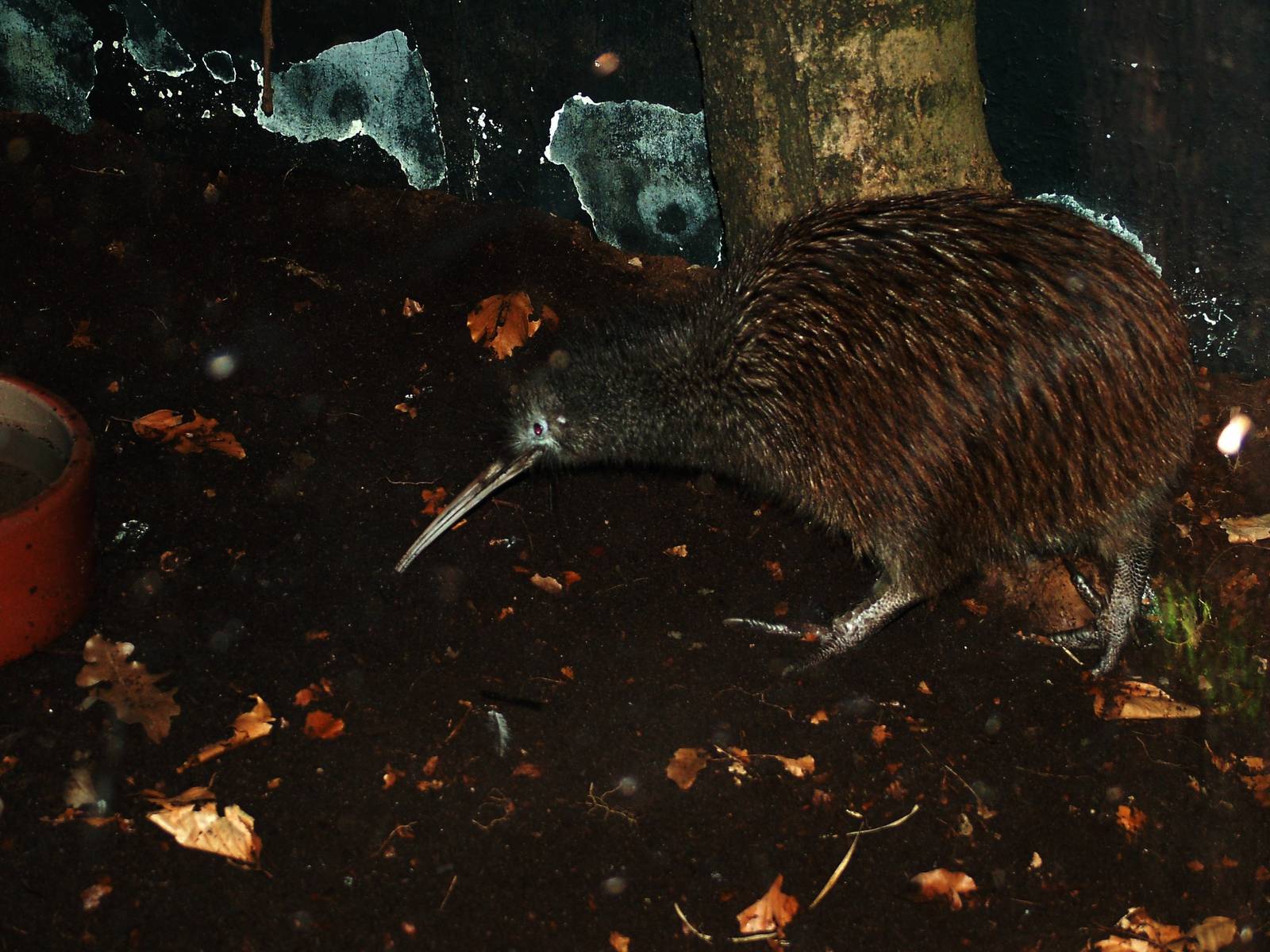 North Island Brown Kiwi at Avifauna, 04/06/12