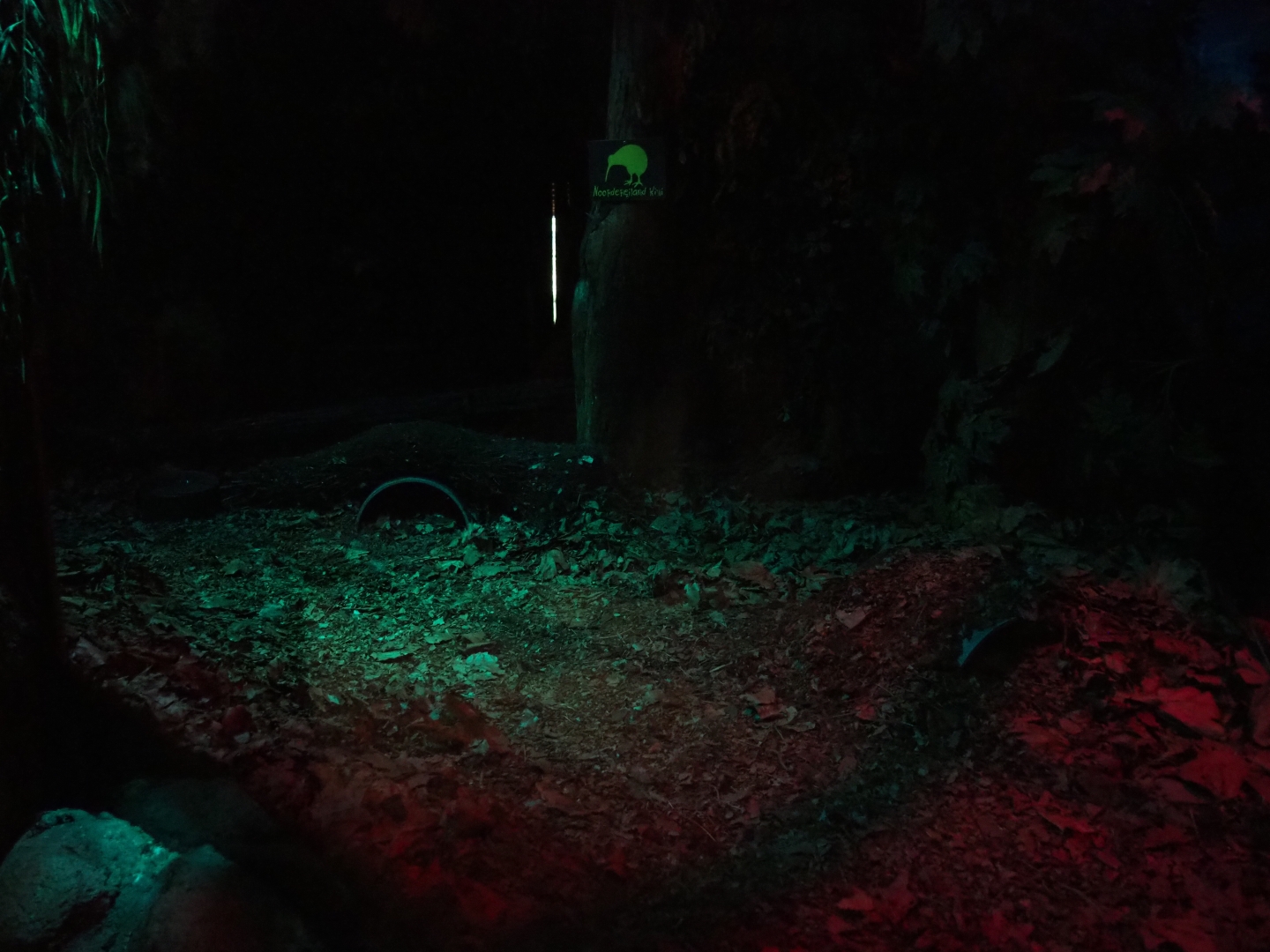 North Island brown kiwi exhibit in the Night Safari (Sep 2nd, 2018)