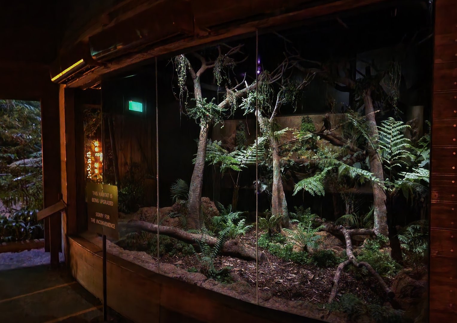 North Island Brown Kiwi exhibit