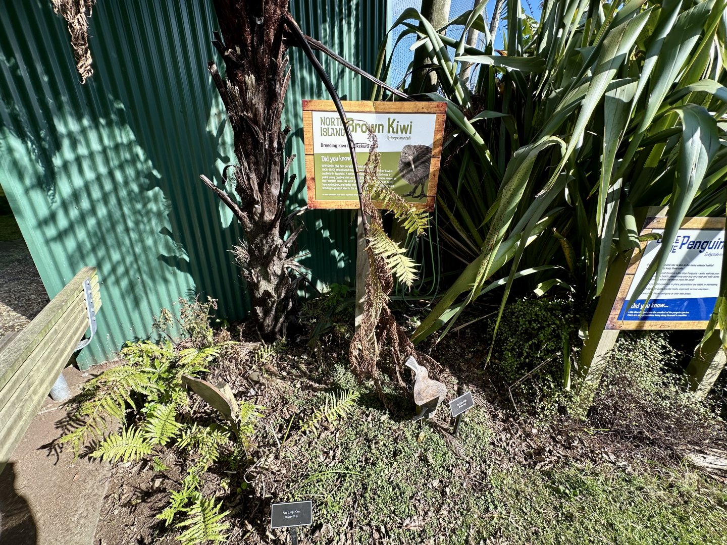 North Island Brown Kiwi Garden