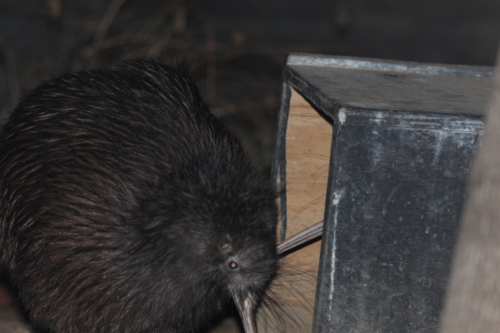 North Island Brown Kiwi - Oct 2017