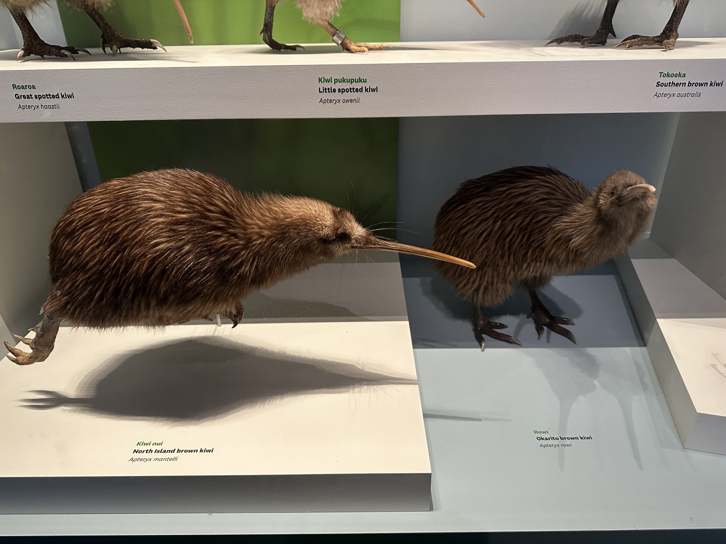 North Island Brown Kiwi/Okarito Brown Kiwi