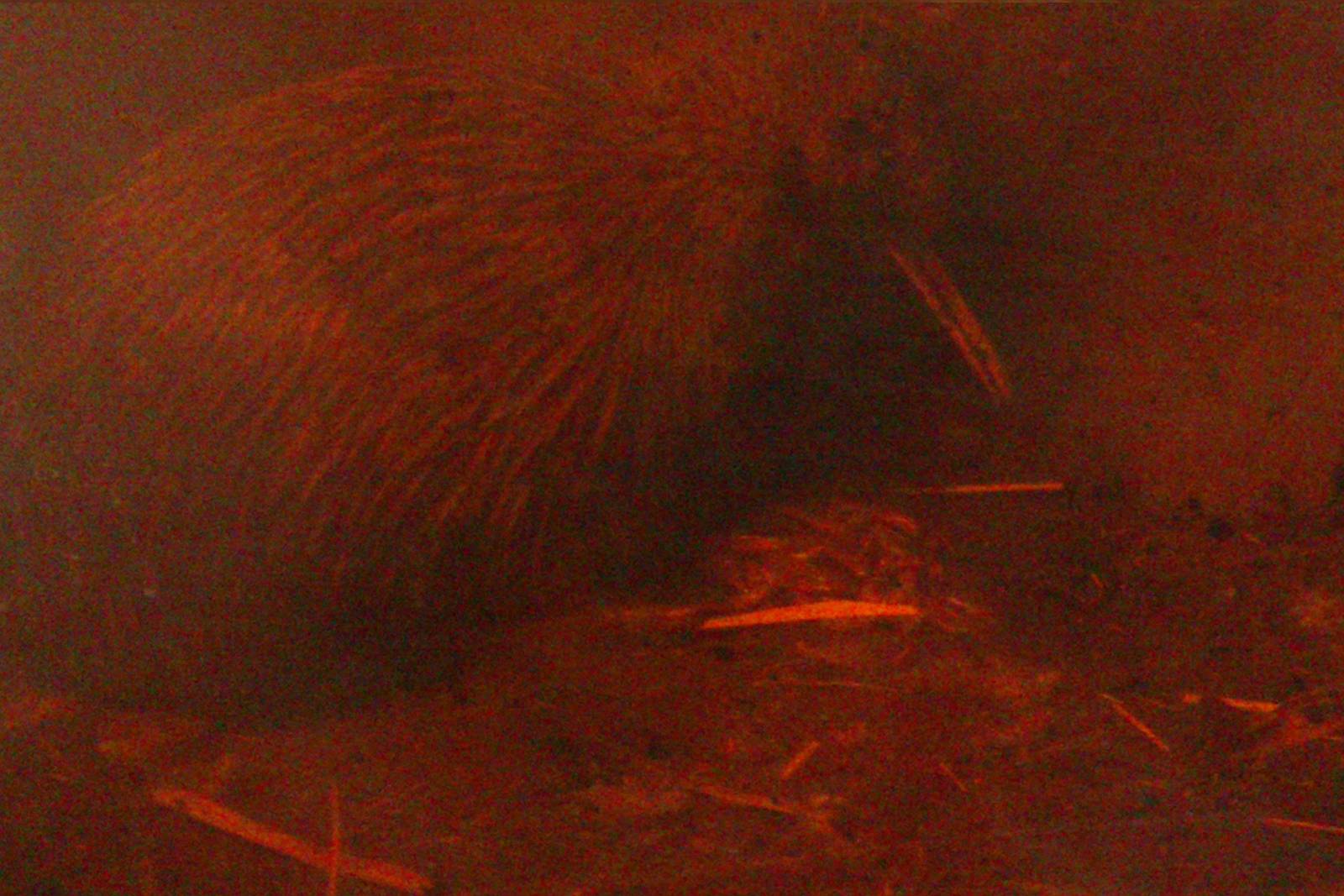 North Island Brown Kiwi