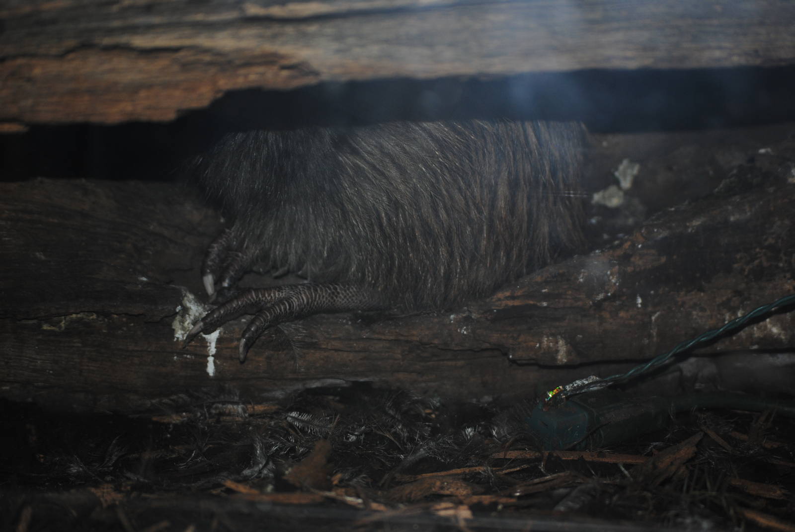 North Island Brown Kiwi