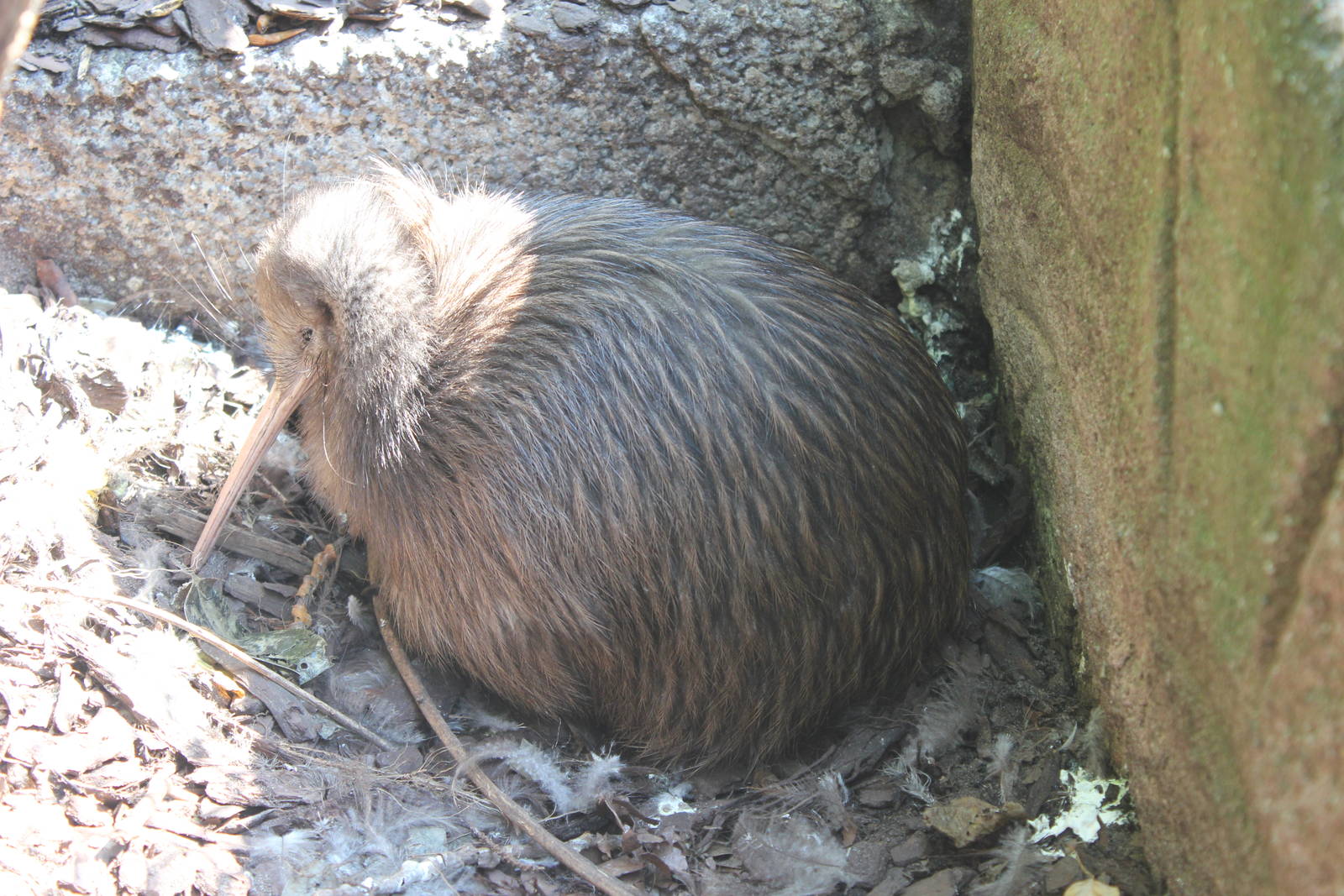 North Island brown kiwi