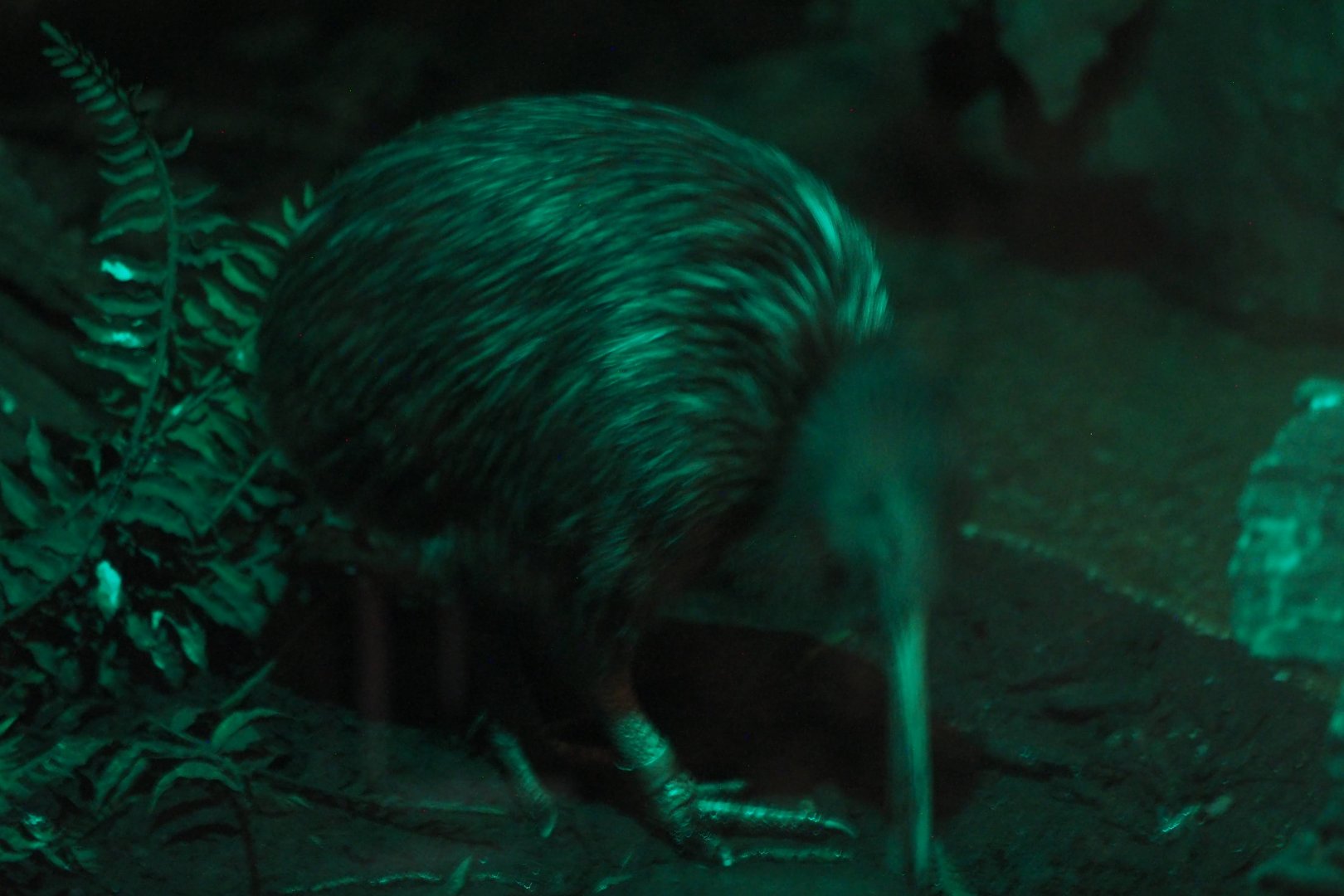 North Island brown kiwi