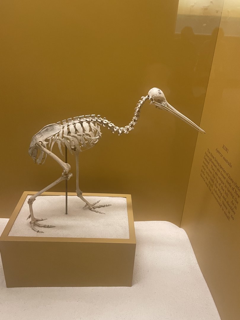 North Island Brown Kiwi