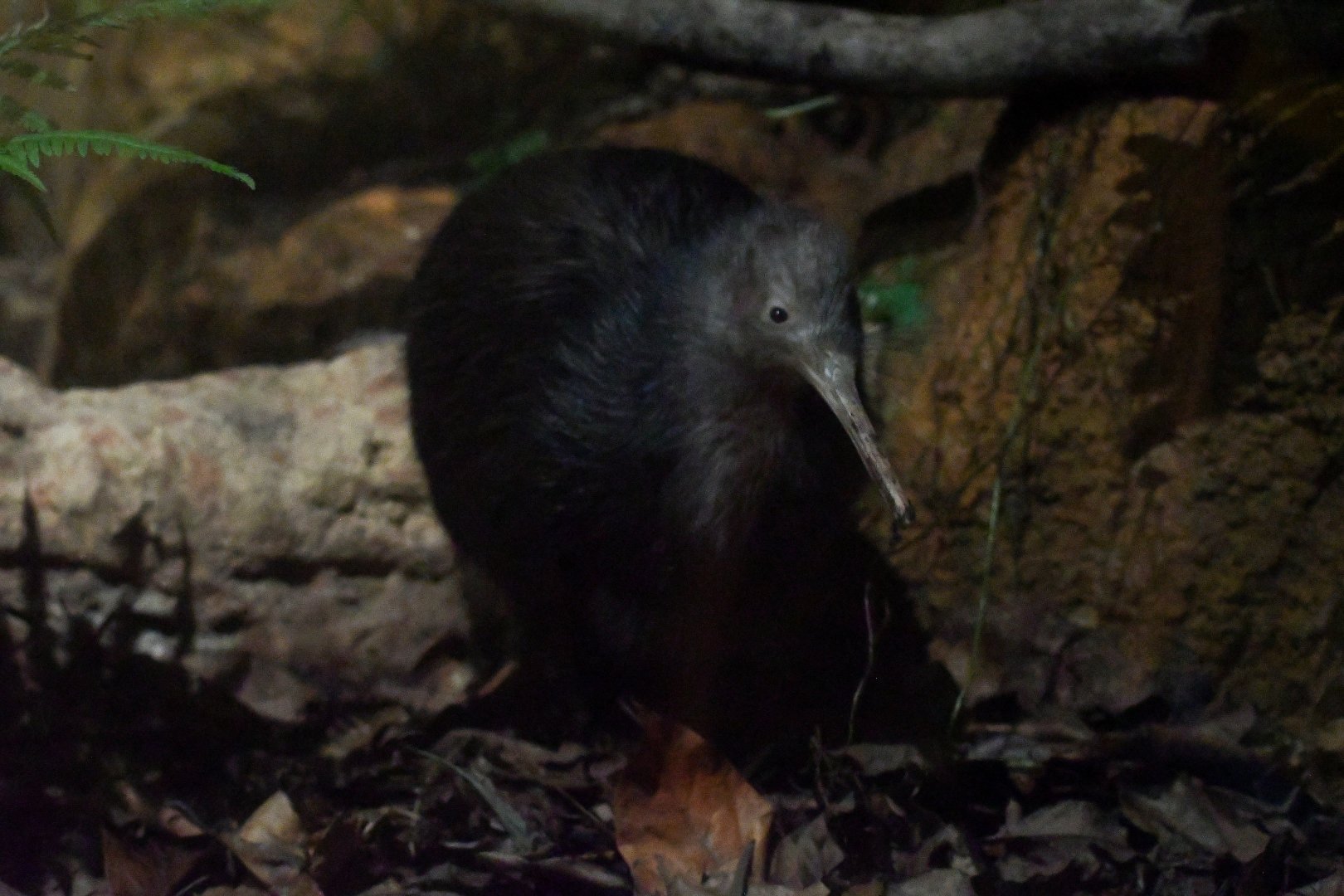 North Island Brown Kiwi
