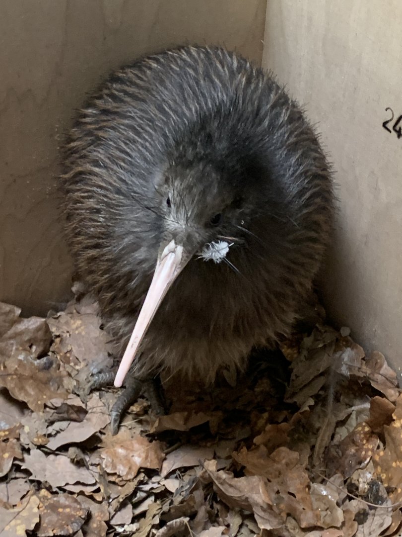 North Island brown kiwi