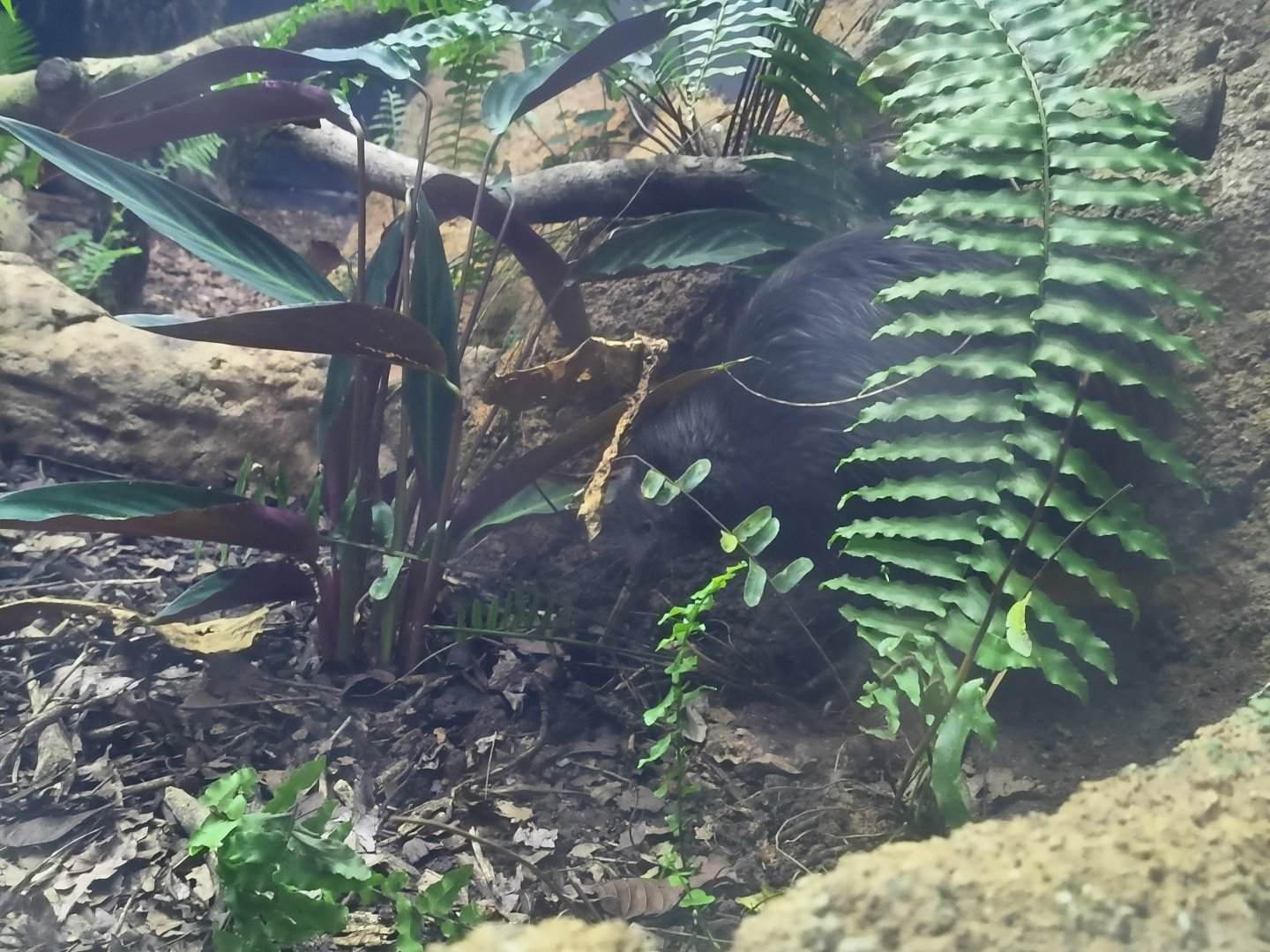 North Island Brown Kiwi