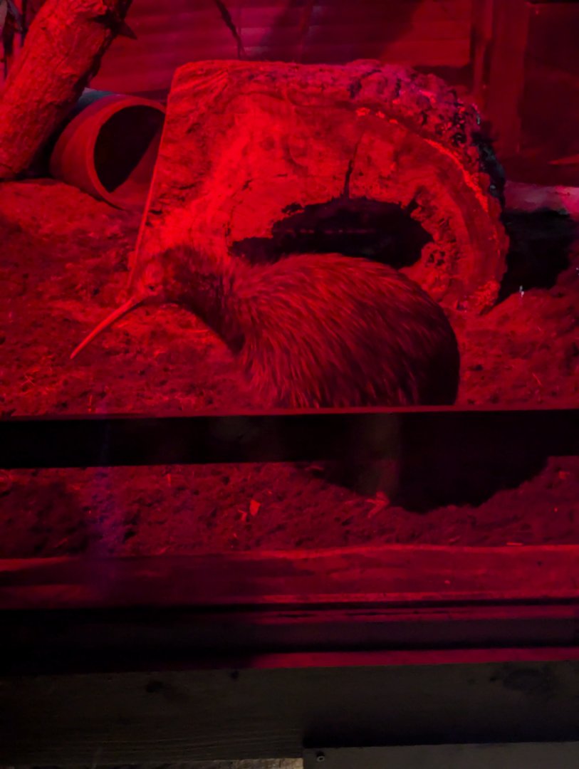 North Island Brown Kiwi