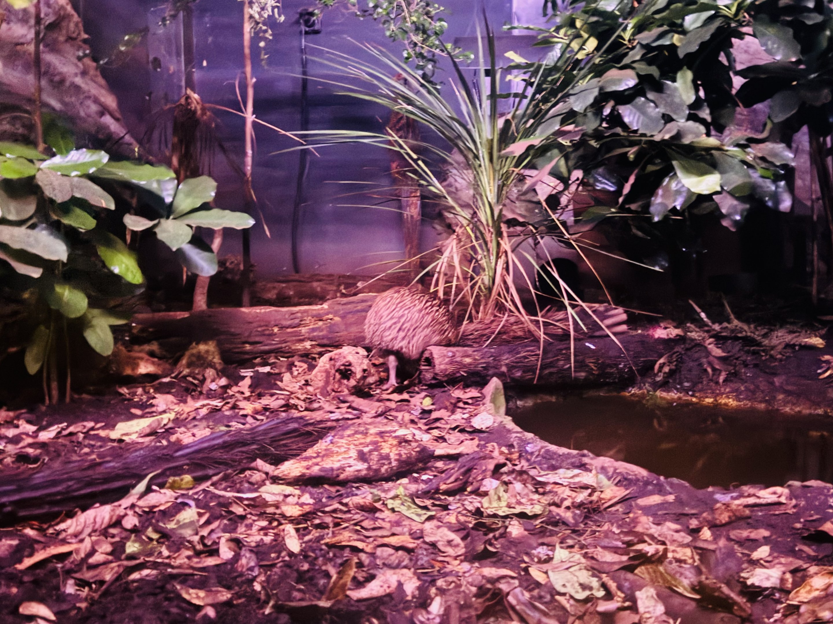 North Island Brown Kiwi