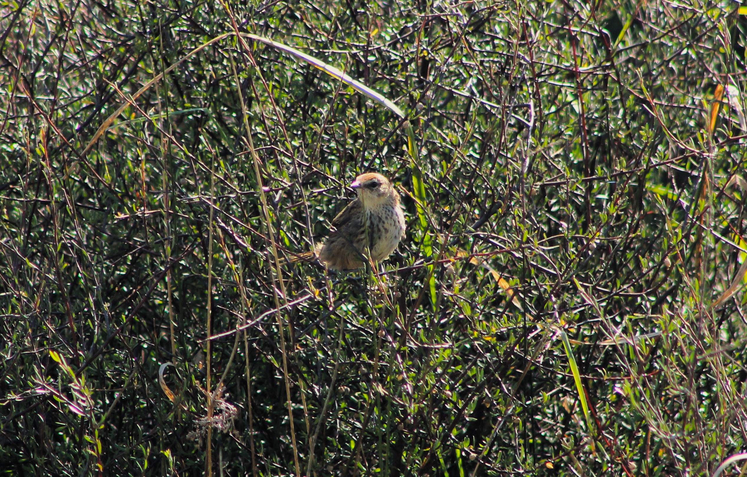 North Island Fernbird (Bowdleria punctata vealeae)