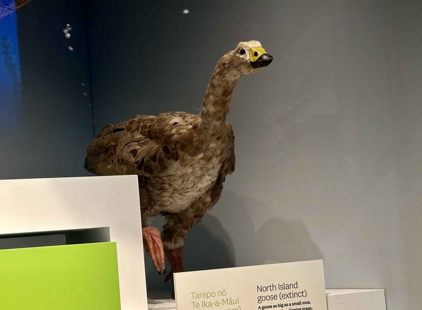 North Island Goose (Adult) - Model
