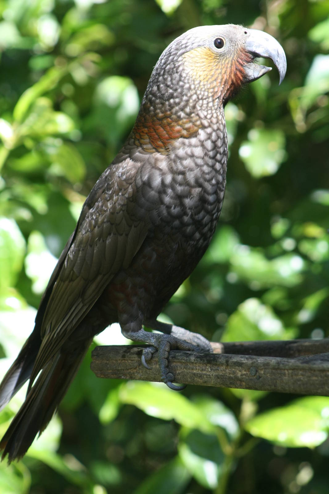 North Island Kaka 2
