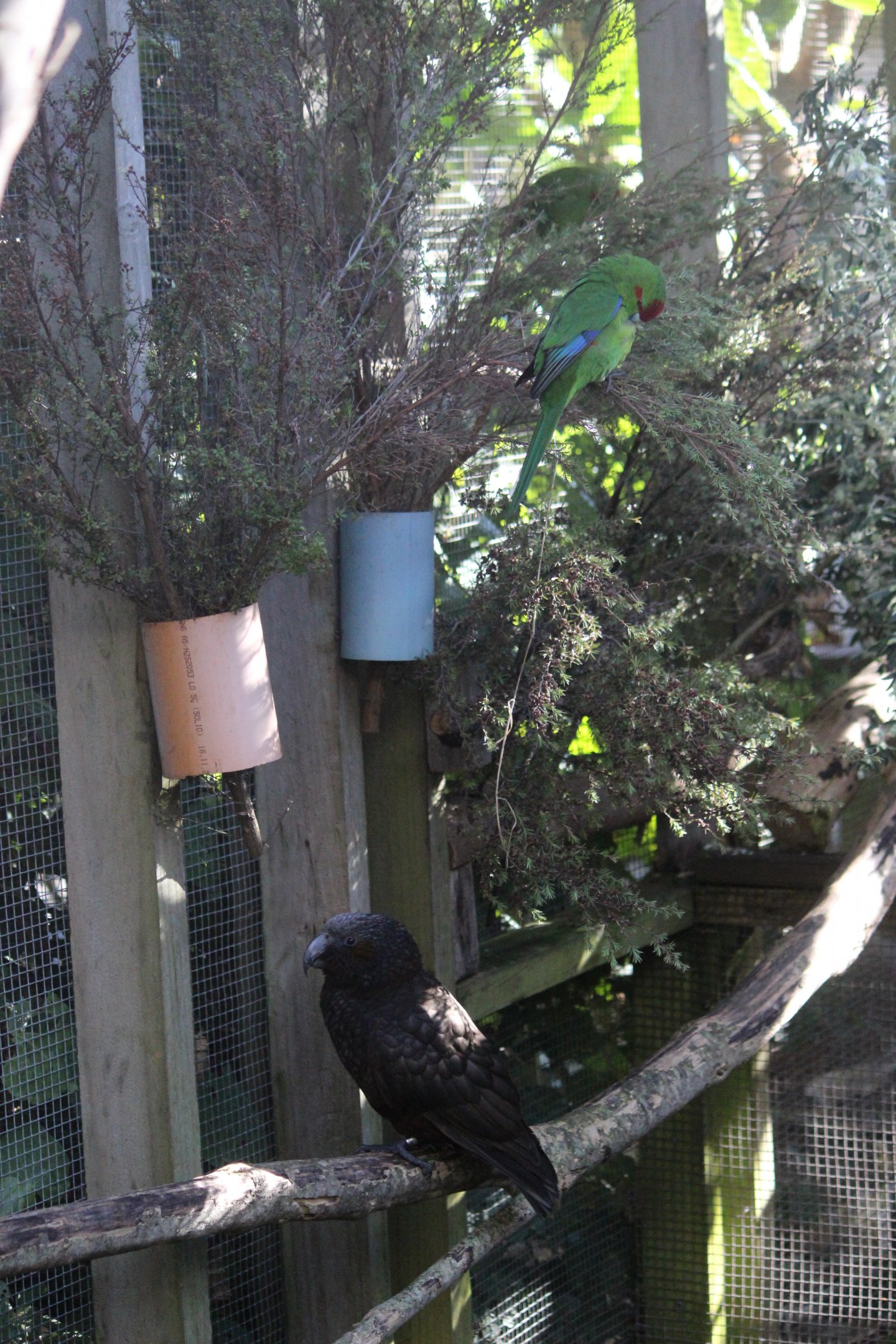 North Island Kākā and Red-crowned Kākāriki