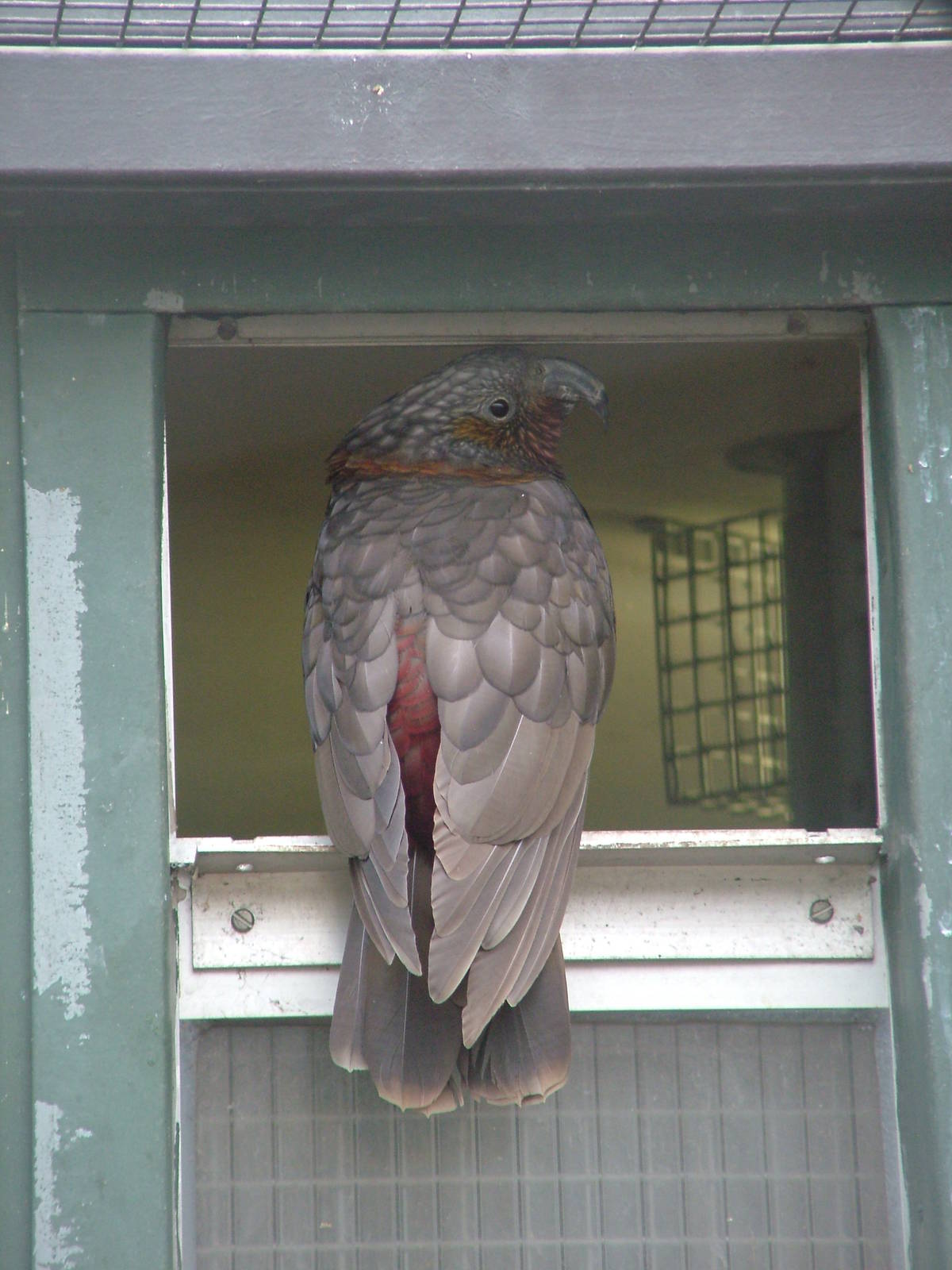 North Island Kaka at Wilhelma, Stuttgart 02/09/10