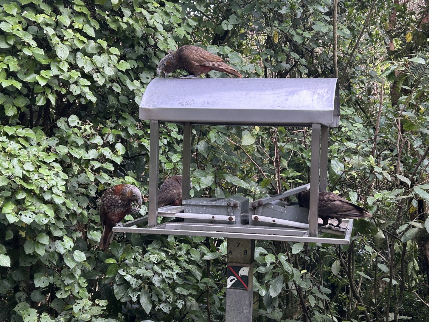North Island Kaka Feeder