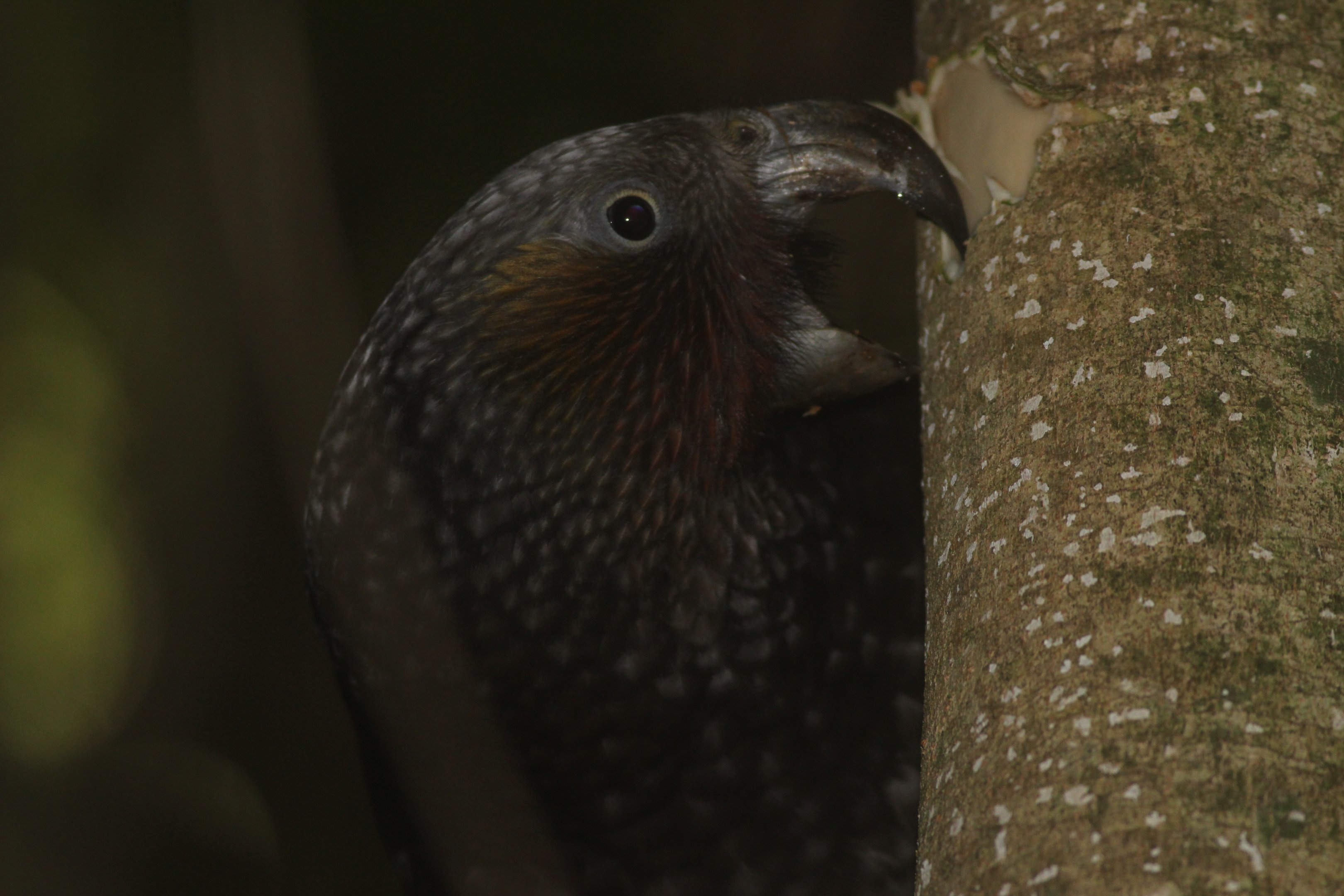 North Island Kākā foraging