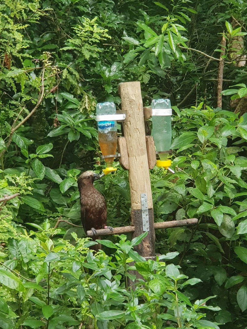 North Island Kaka (Nestor meridionalis septentrionalis) 2020