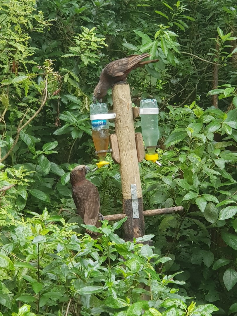 North Island Kaka (Nestor meridionalis septentrionalis) 2020