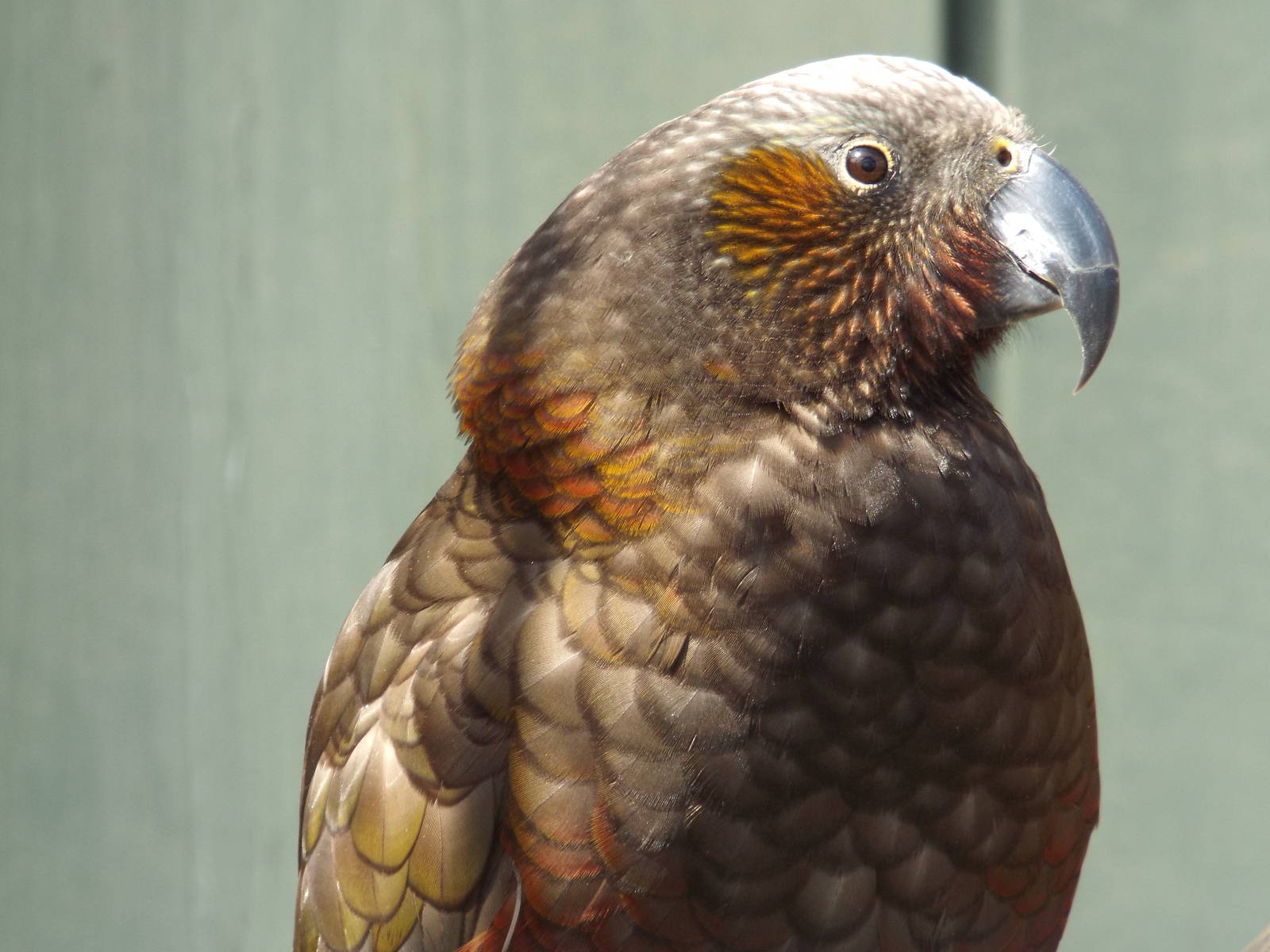 North Island Kaka (Nestor meridionalis septentrionalis) at Wilhelma - April